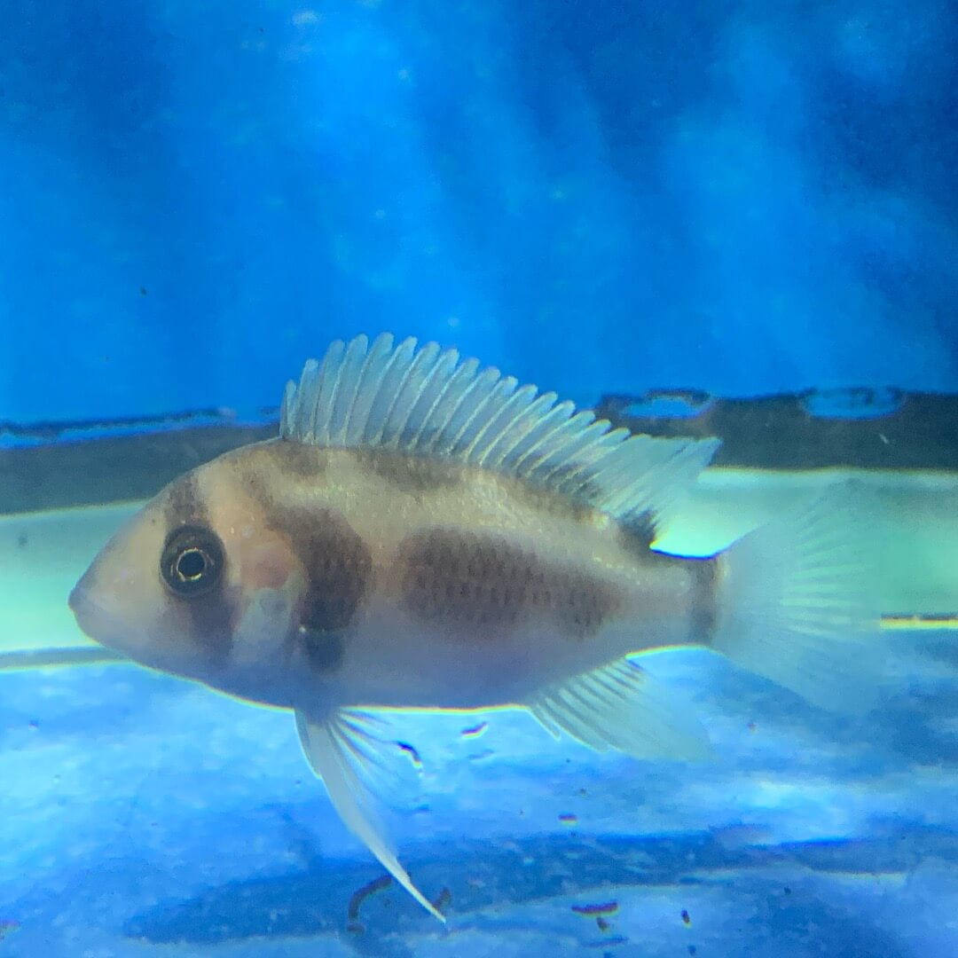 Black widow frontosa for sale - Exotic Fish Shop - 774-400-4598