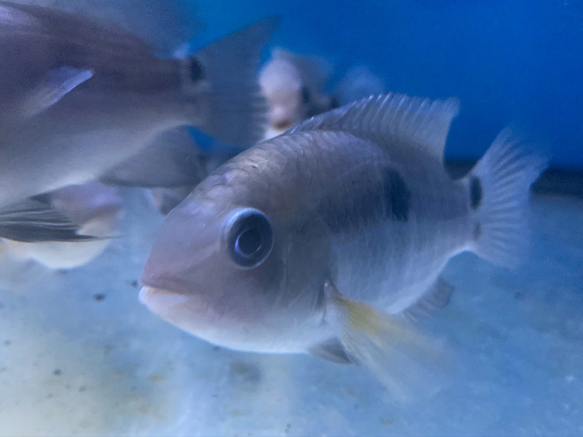 Yellow Acara cichlid for sale | Exotic Fish Shop | 774-400-4598