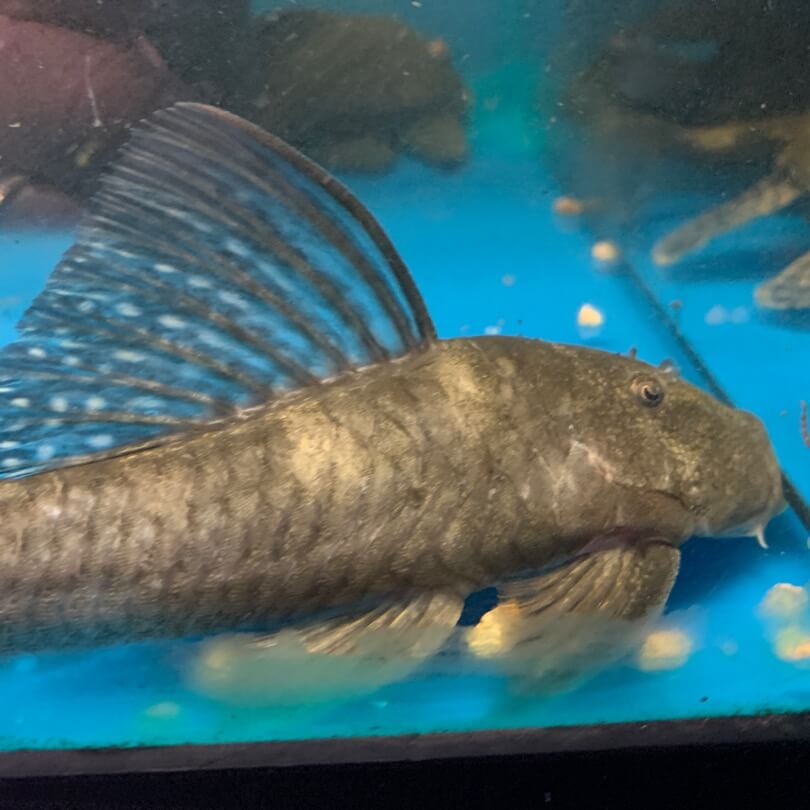 Yellow wide mouth pleco xl for sale - Exotic Fish Shop - 774-400-4598