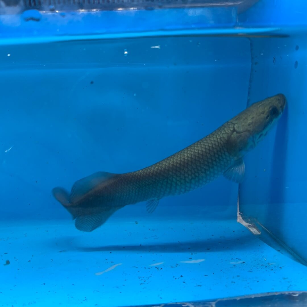 Arapaima gigas for sale