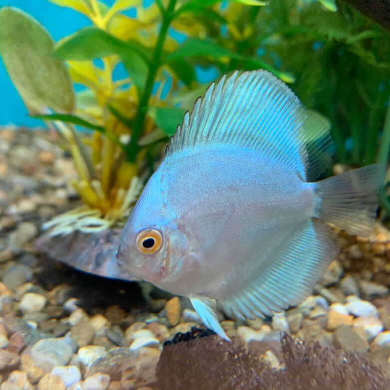 discus fish for sale