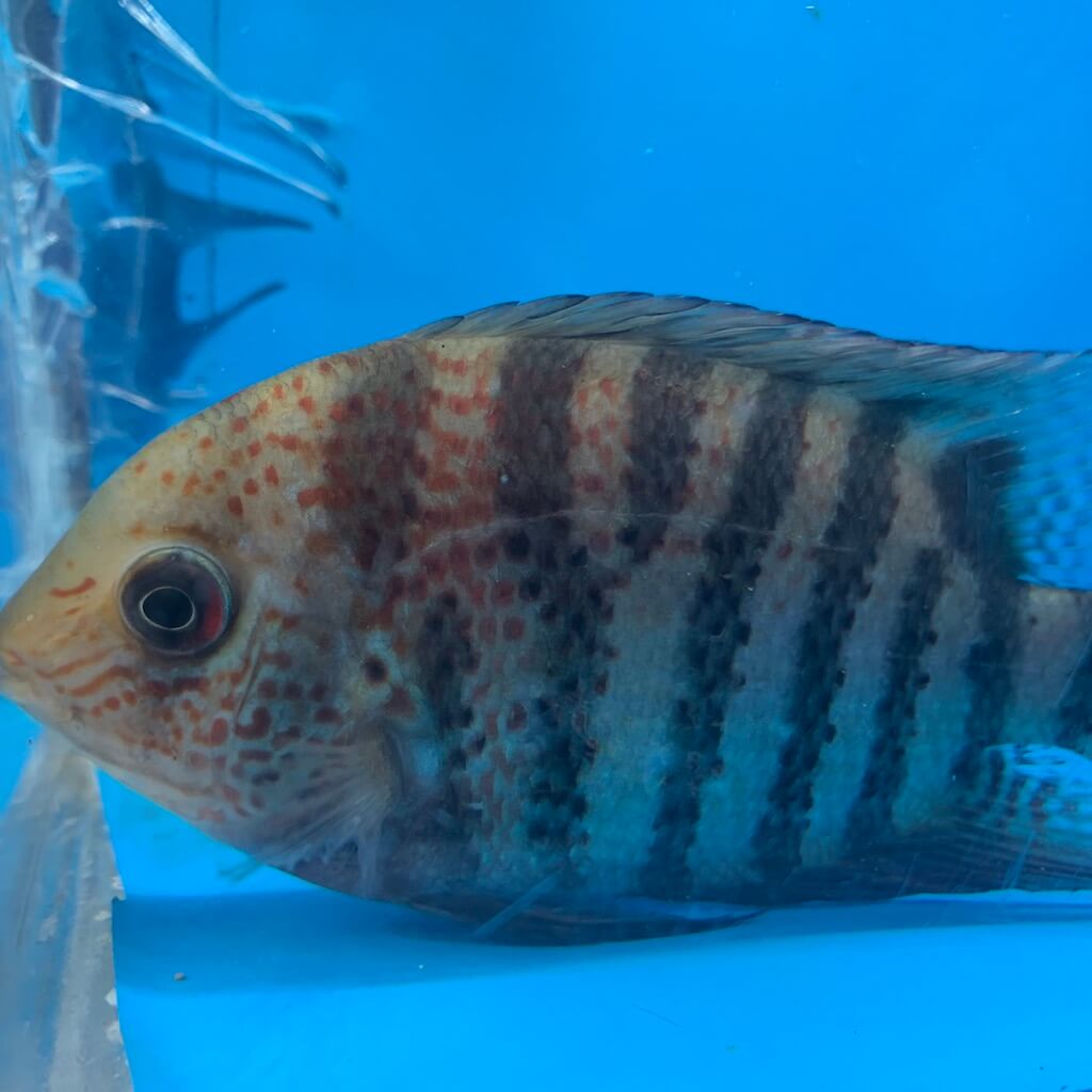 Red spot severum for sale | Exotic Fish Shop | Call 774-400-4598