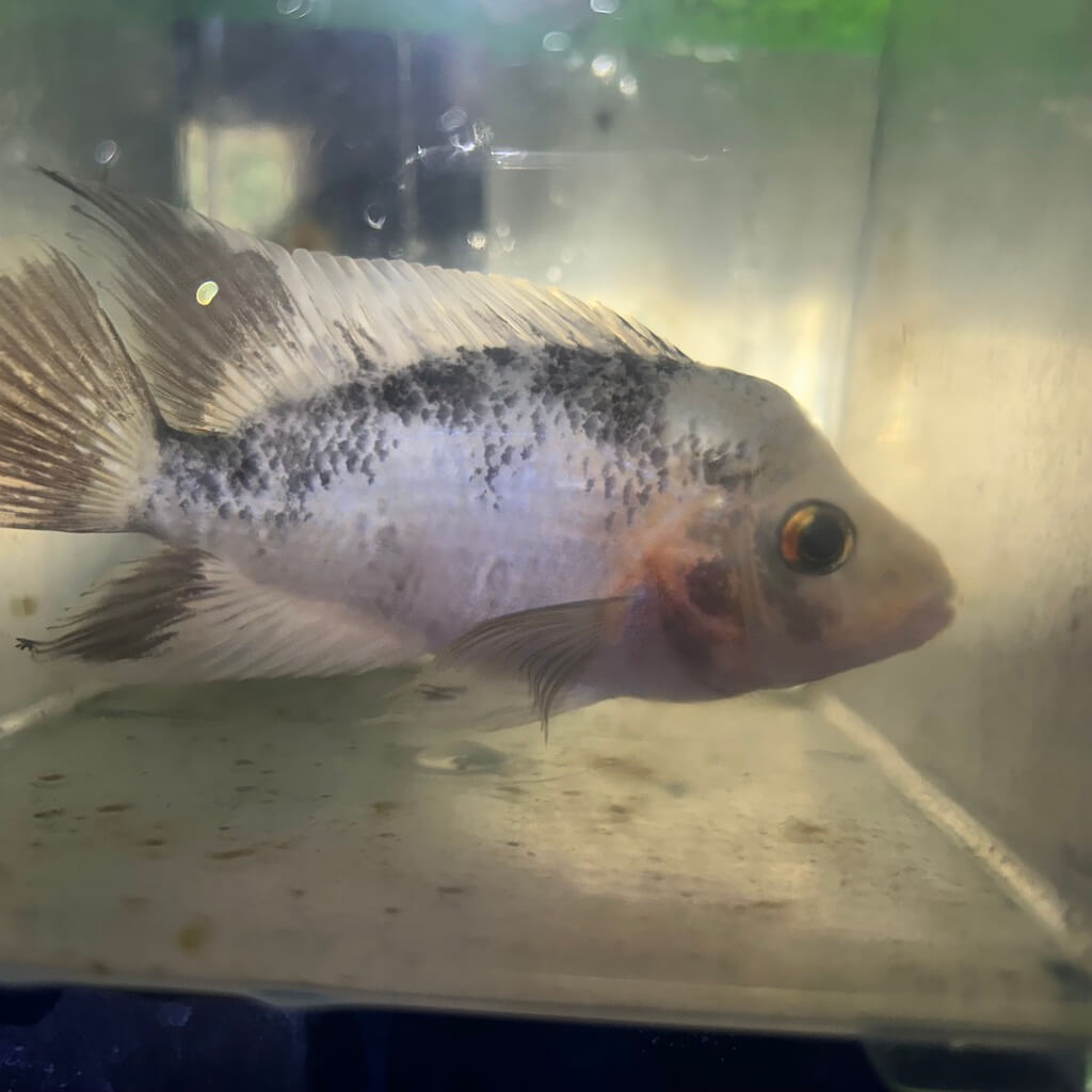 Red devil cichlid for sale - Exotic Fish Shop - 774-400-4598