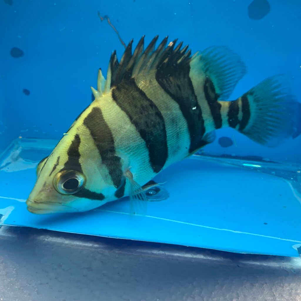 3 Bar datnoid for sale - Exotic Fish Shop - 774-400-4598