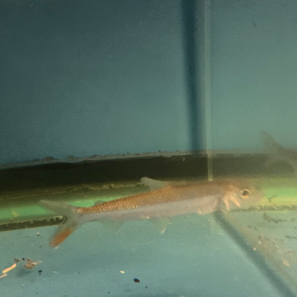 Vittatus African tigerfish 4" for sale Exotic Fish Shop 7744004598