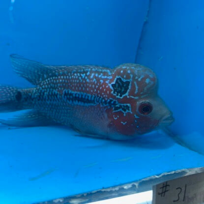 Flowerhorn cichlid for sale | Exotic Fish Shop | 774-400-4598