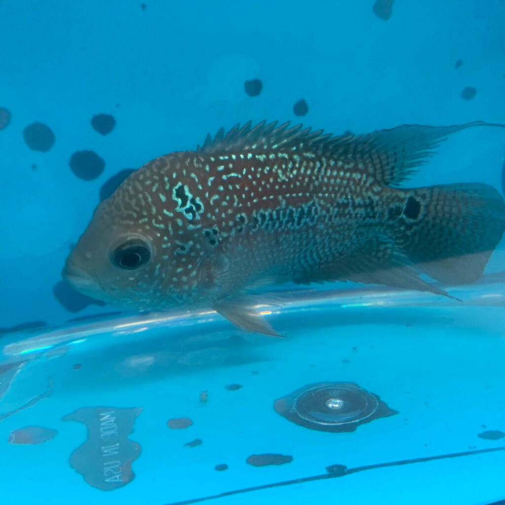 Flowerhorn cichlid for sale - Exotic Fish Shop - 774-400-4598