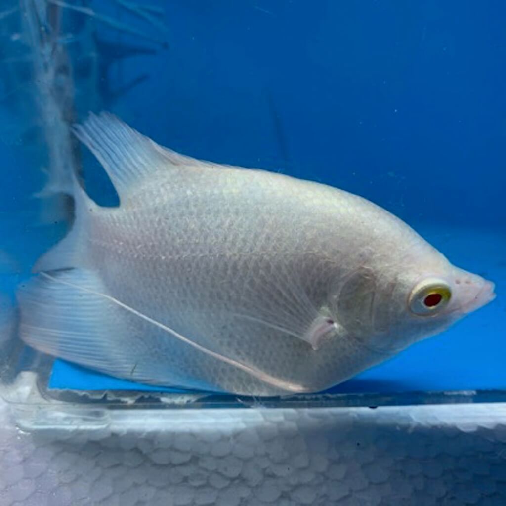 Albino osphronemus gourami for sale - Exotic Fish Shop - 774-400-4598