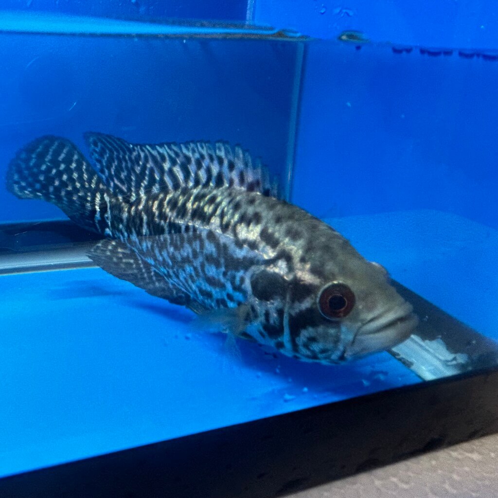 Jaguar cichlid for sale Exotic Fish Shop 7744004598
