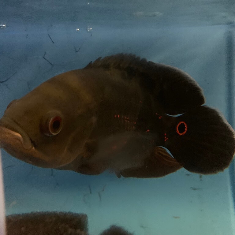 wild oscar fish for sale