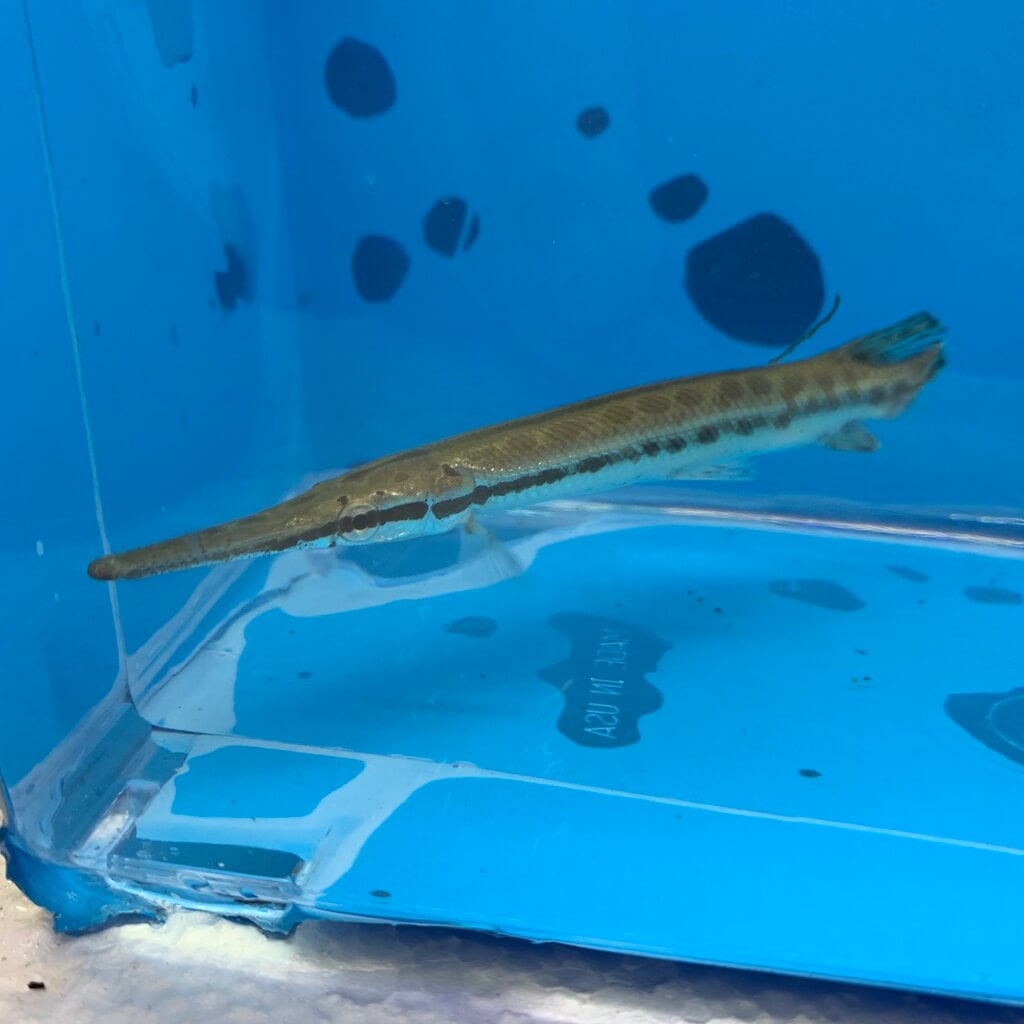 Spotted gar for sale - Exotic Fish Shop - 774-400-4598