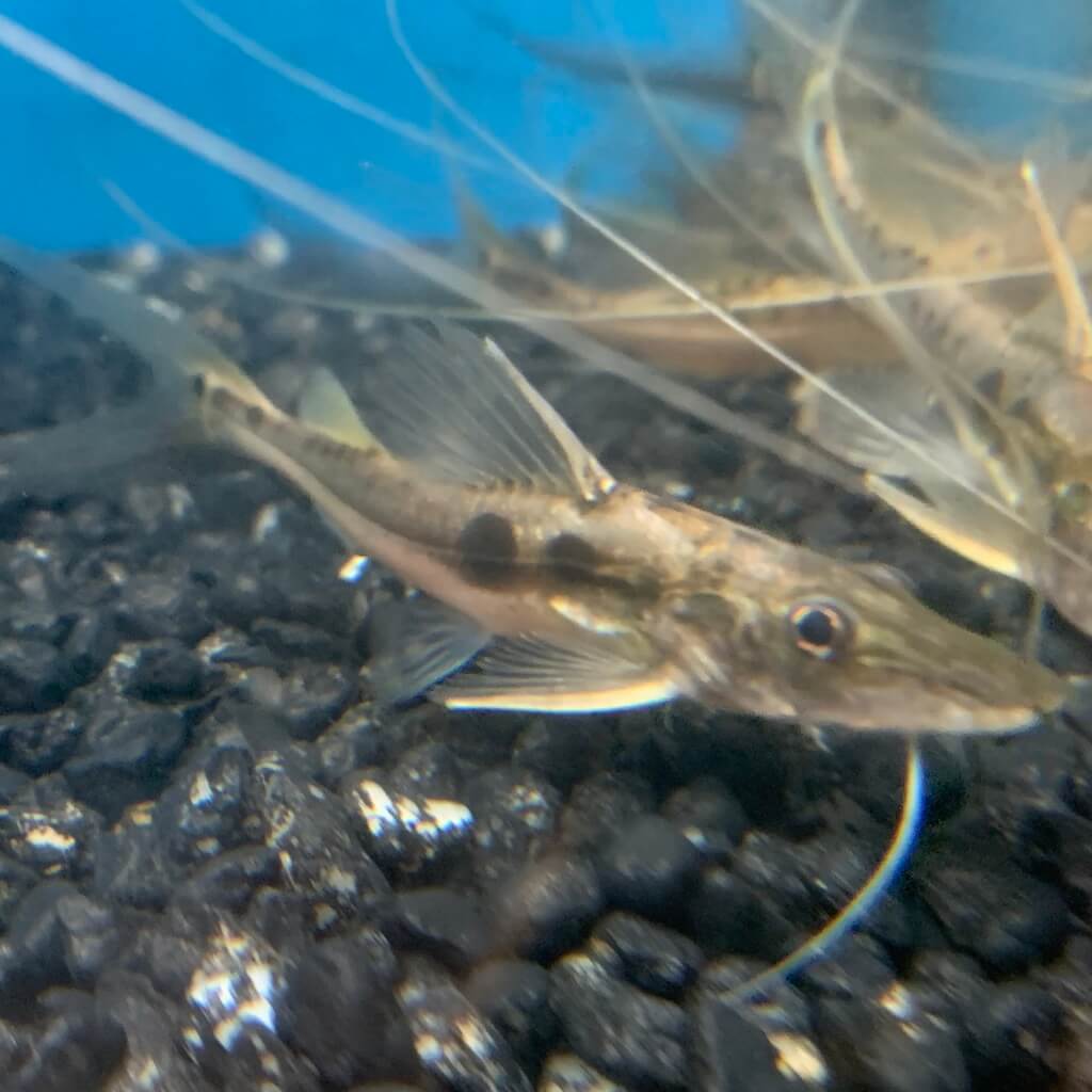 https://exoticfishshop.net/wp-content/uploads/2022/01/exoticfishshop.com-Malarmo-Catfish-02.jpg