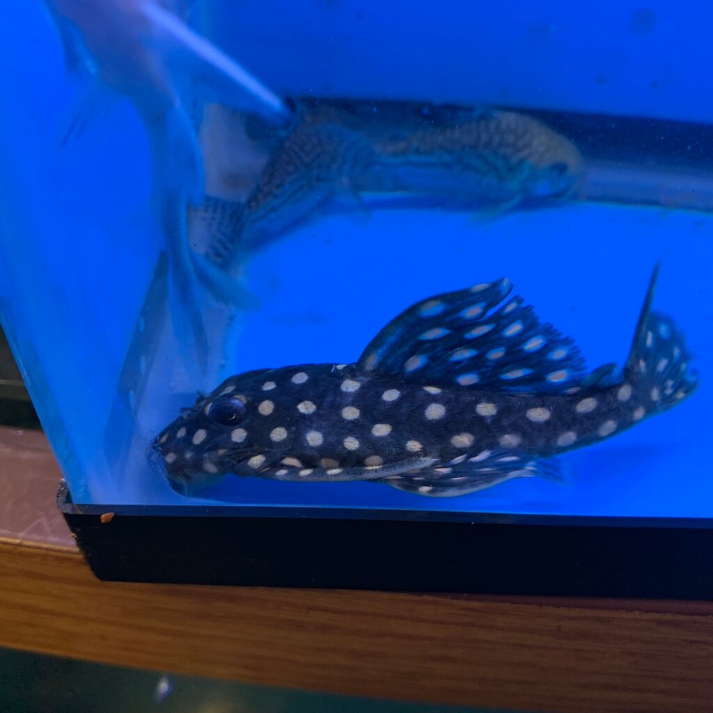 L471 pleco for sale