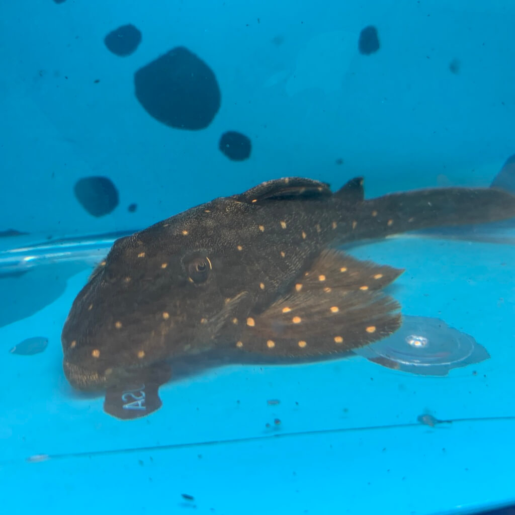 Mustard pleco LDA-31 for sale - Exotic Fish Shop - 774-400-4598