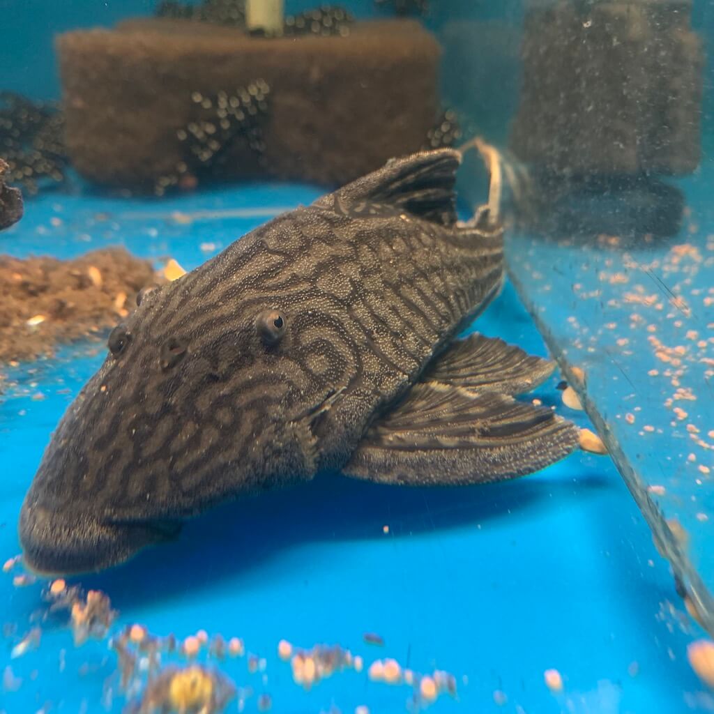 Papa pleco L-90 for sale - Exotic Fish Shop - 774-400-4598