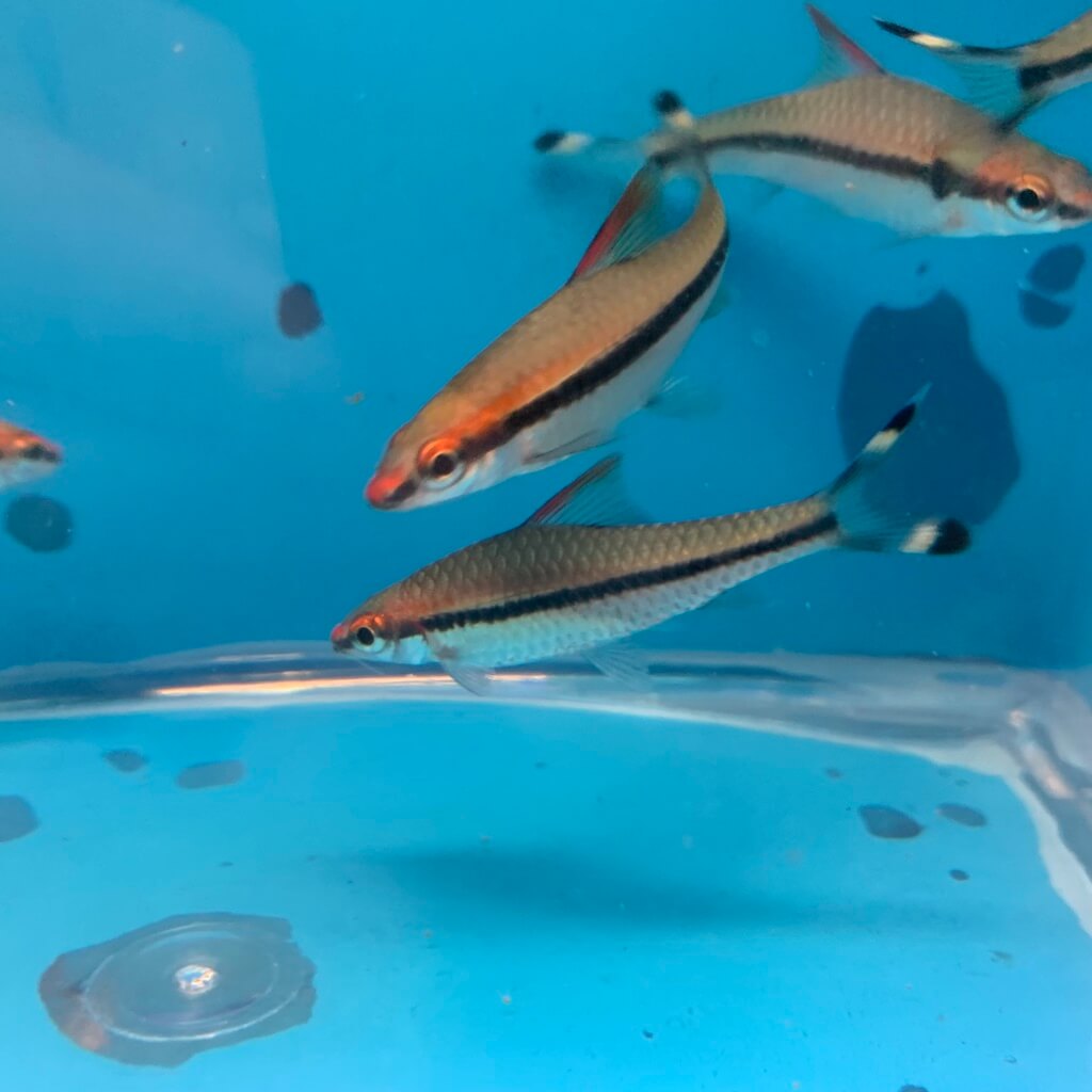 Roseline shark xl for sale Exotic Fish Shop 7744004598