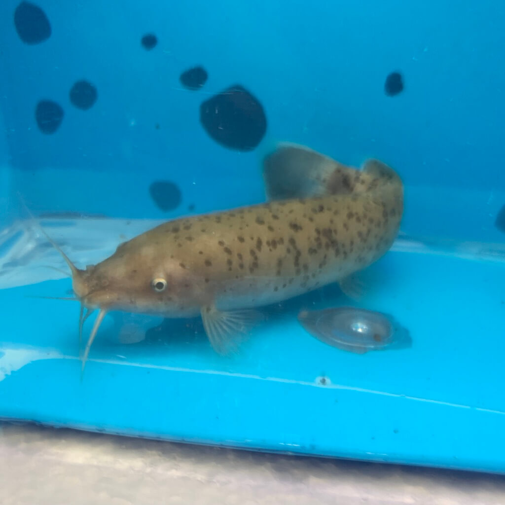 Electric catfish congo for sale Exotic Fish Shop 7744004598