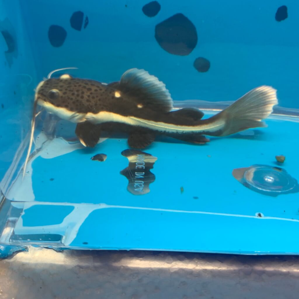 Redtail catfish 7″+ Jumbo size  Each – Pet Kadai – Online