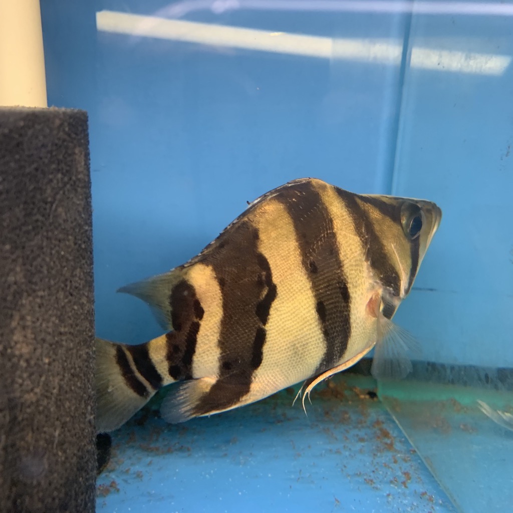 Short body datnoid for sale - Exotic Fish Shop - 774-400-4598