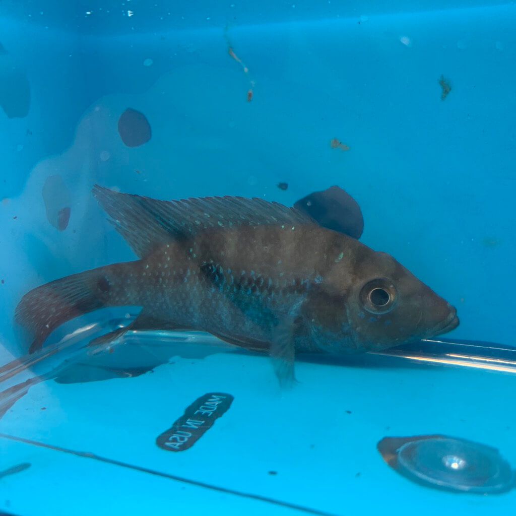 Cribroheros robertsoni cichlid for sale - Exotic Fish Shop - 774-400-4598