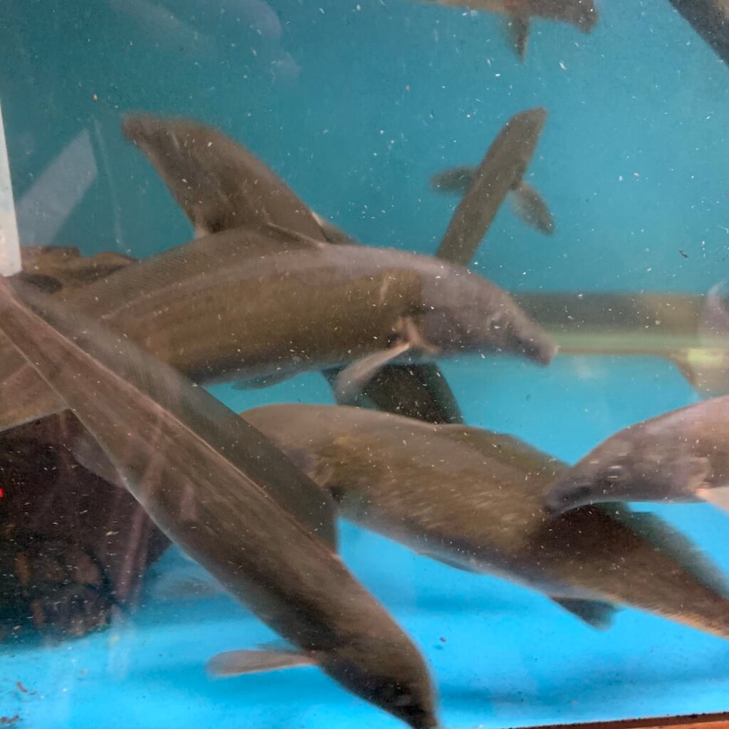dolphin fish for sale