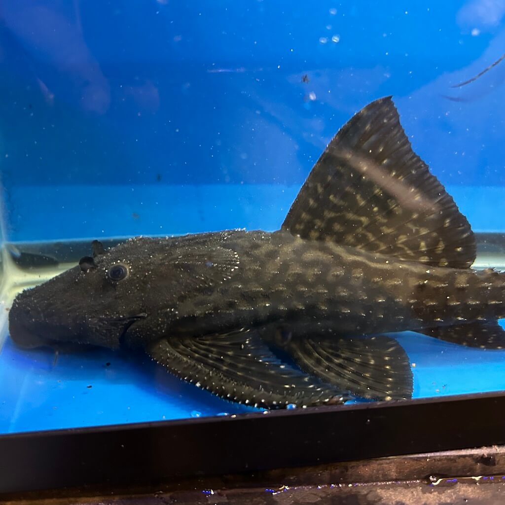 L155 Black Adonis Pleco (Acanthicus hystrix) for sale - Exotic Fish ...