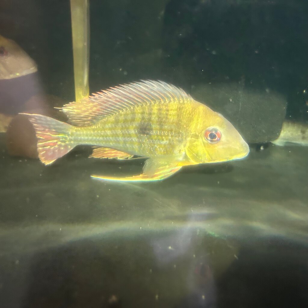 Geophagus surinamensis for sale - Exotic Fish Shop - 774-400-4598