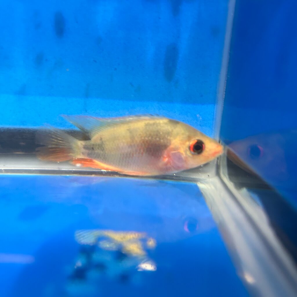 Red devil cichlid for sale Exotic Fish Shop 7744004598