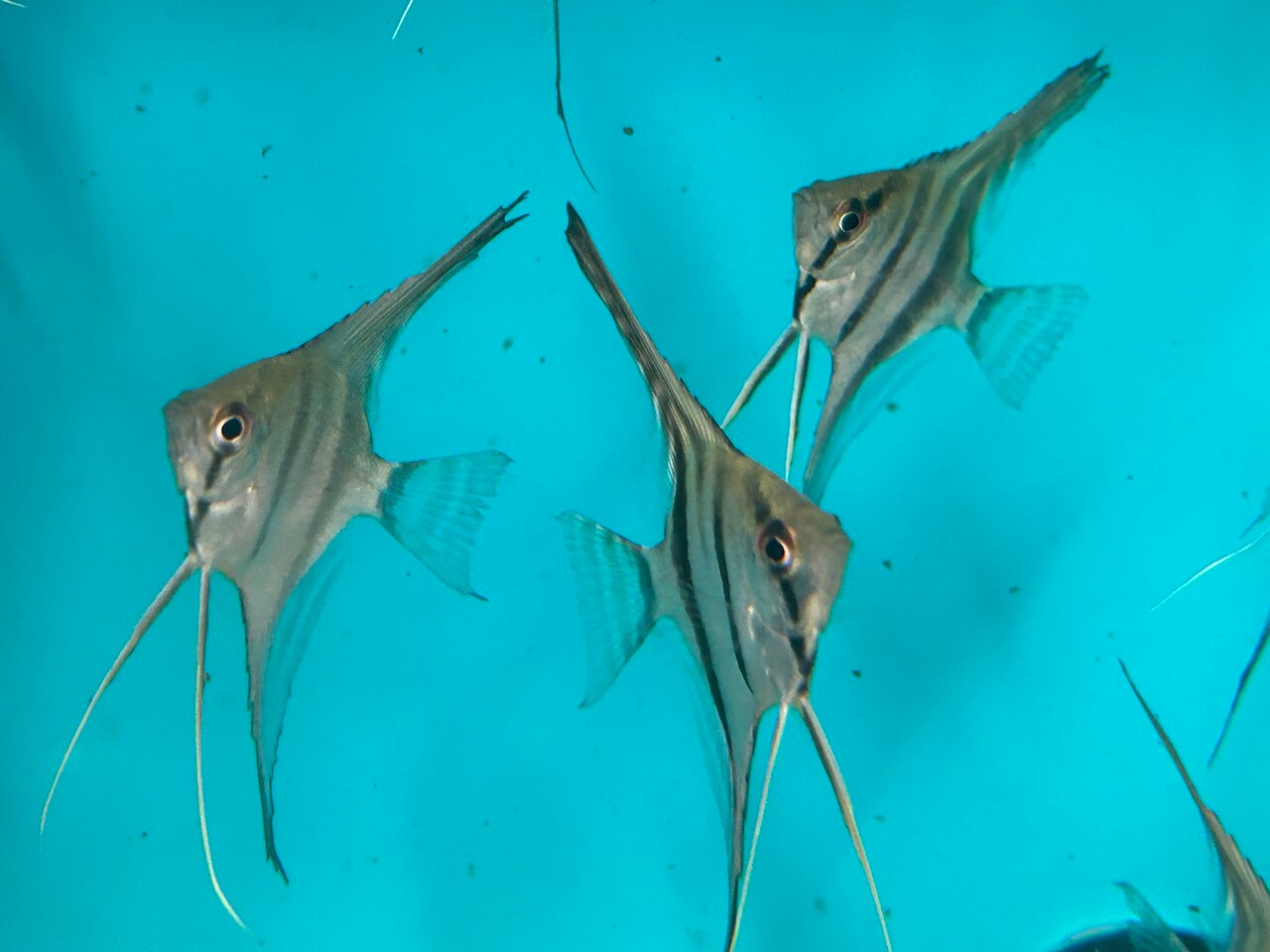 Wild silver angelfish for sale - Exotic Fish Shop - 774-400-4598