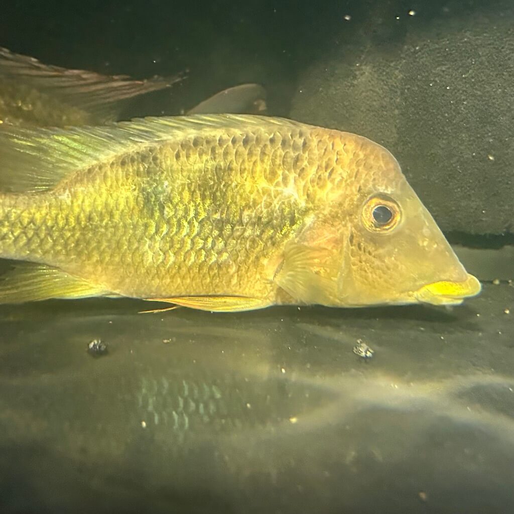 Geophagus pellegrini for sale - Exotic Fish Shop - 774-400-4598