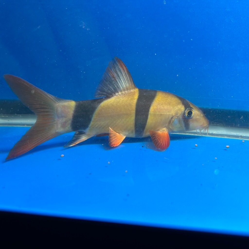 Clown loach for sale Exotic Fish Shop 7744004598