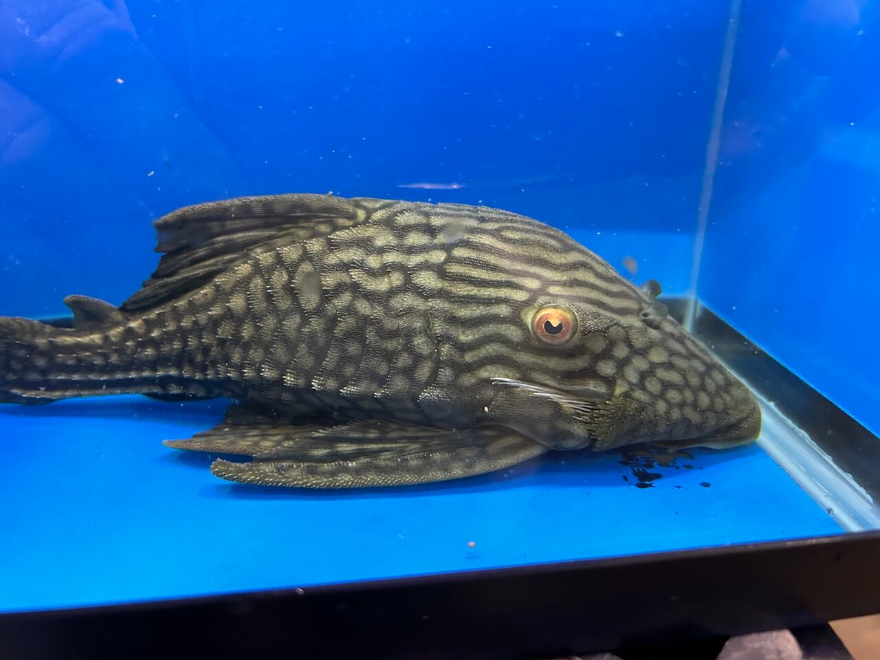 Royal spotted pleco fish for sale | Exotic Fish Shop | Call 774-400-4598