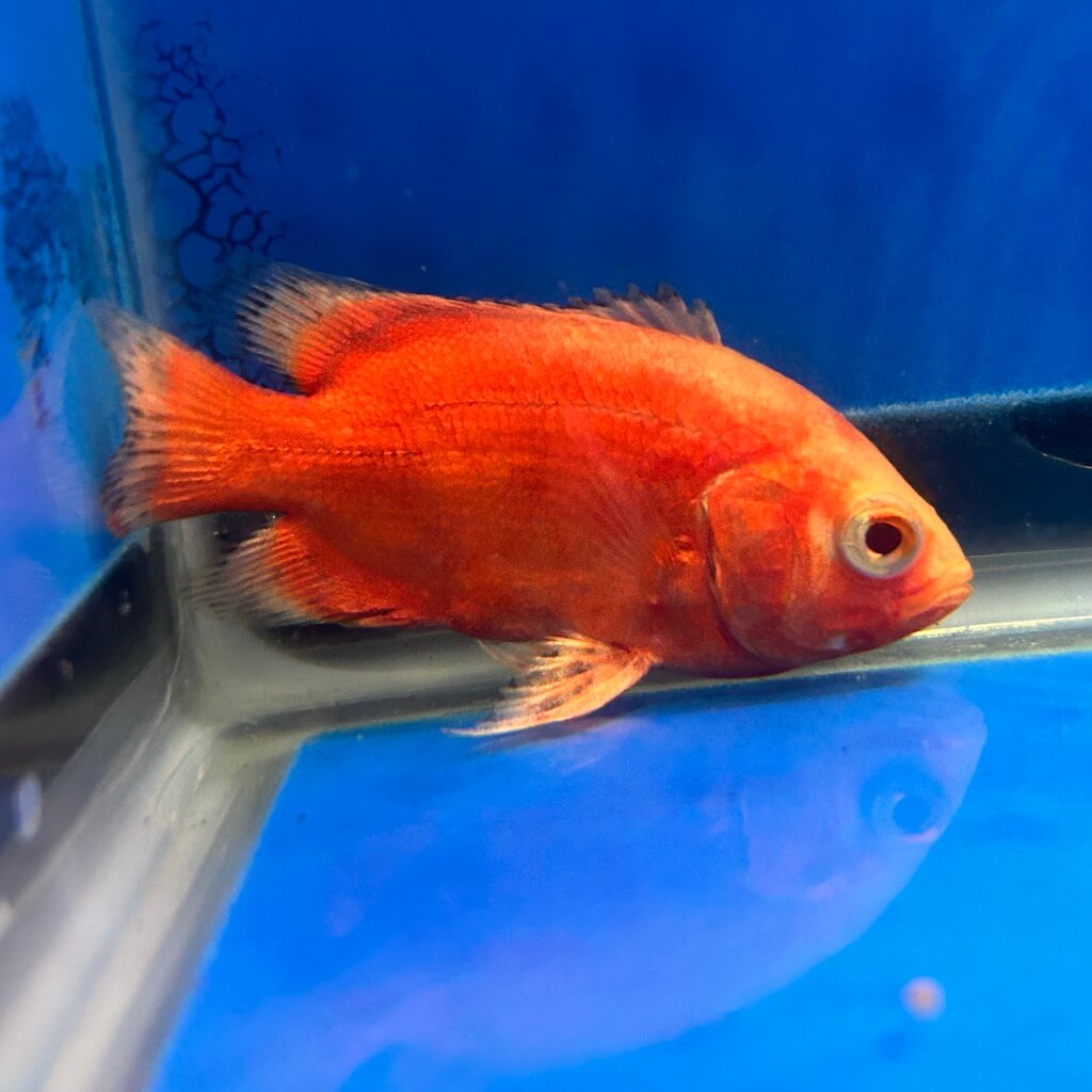 Red chili oscar for sale - Exotic Fish Shop - 774-400-4598