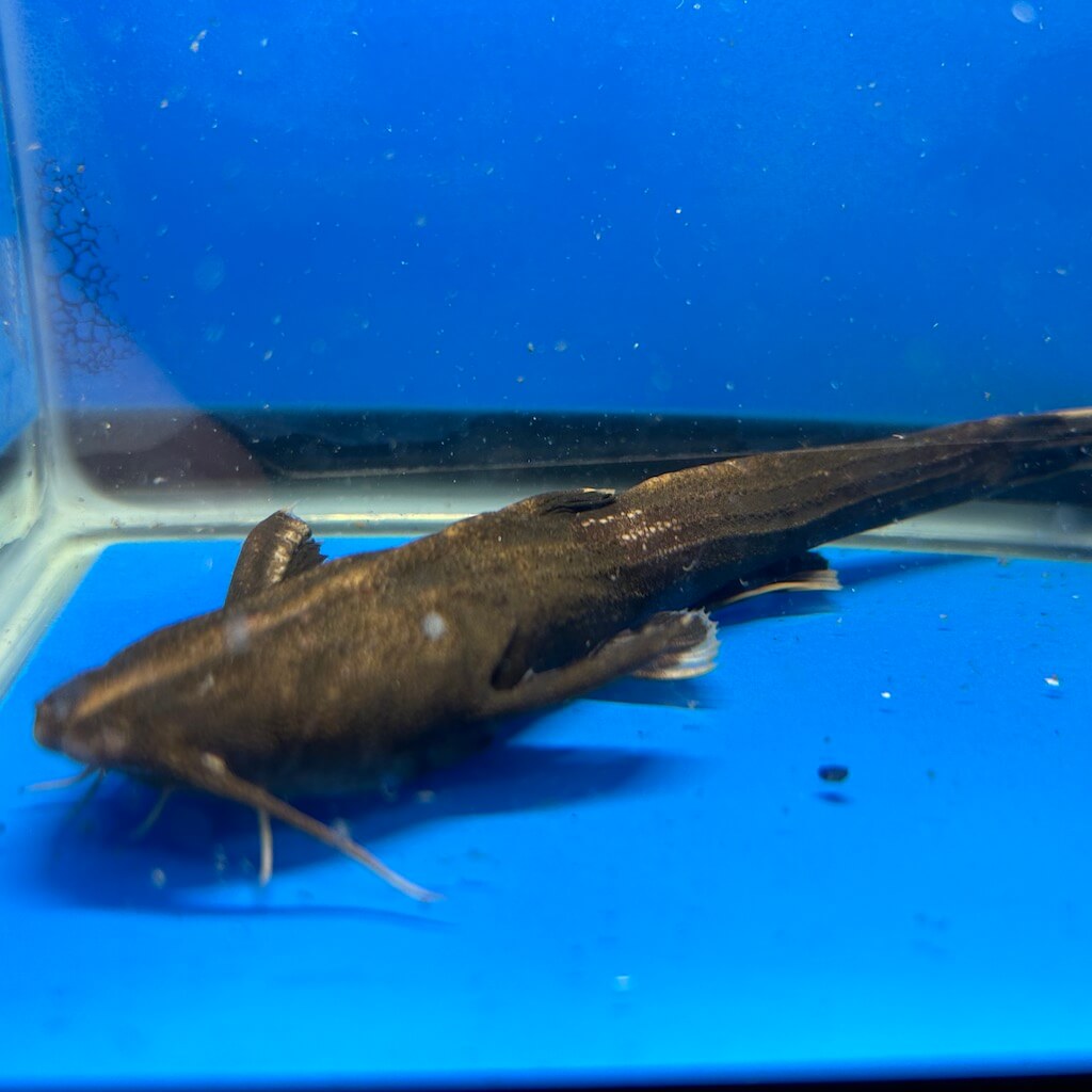 Asian banjo catfish for sale - Exotic Fish Shop - 774-400-4598