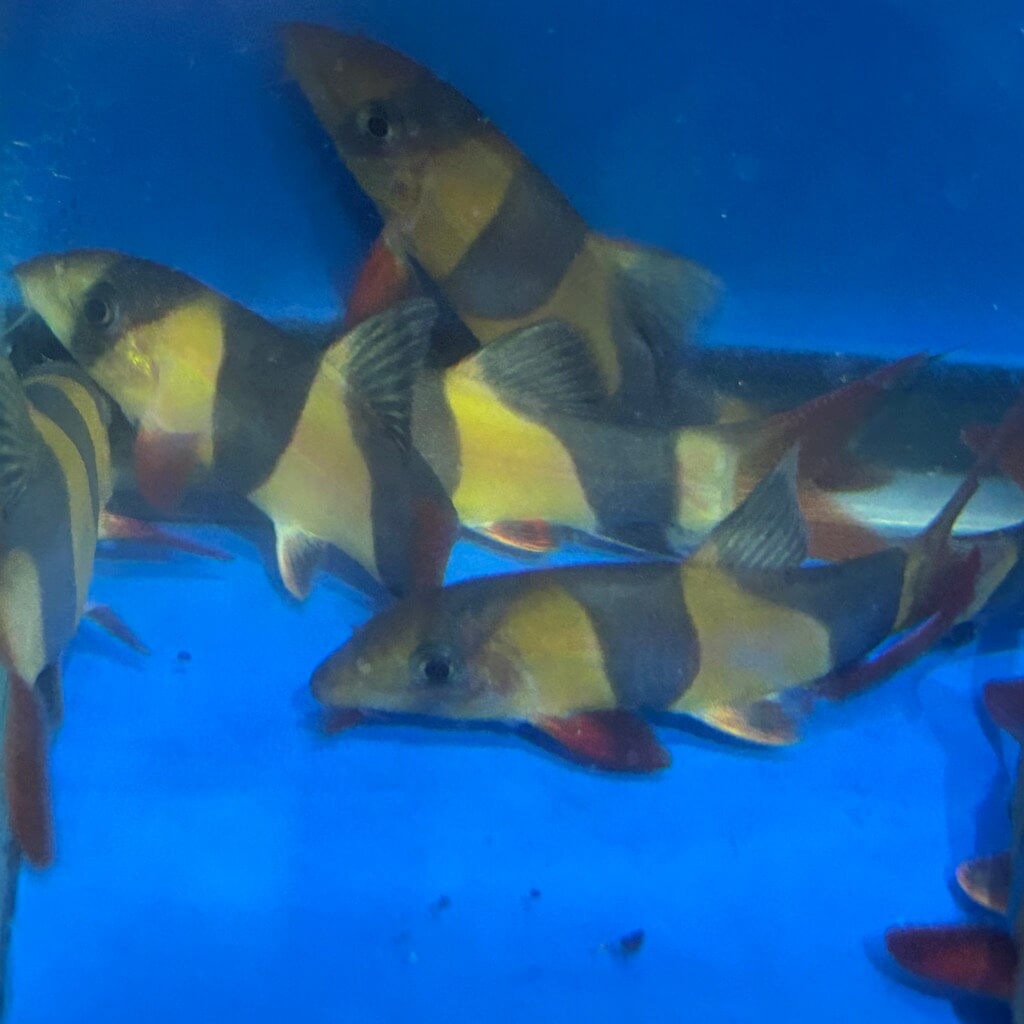 Clown loach for sale Exotic Fish Shop 7744004598